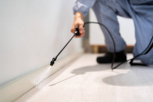 Licensed Wasp Removal service in Gibson City, IL - Show Me Pest Control